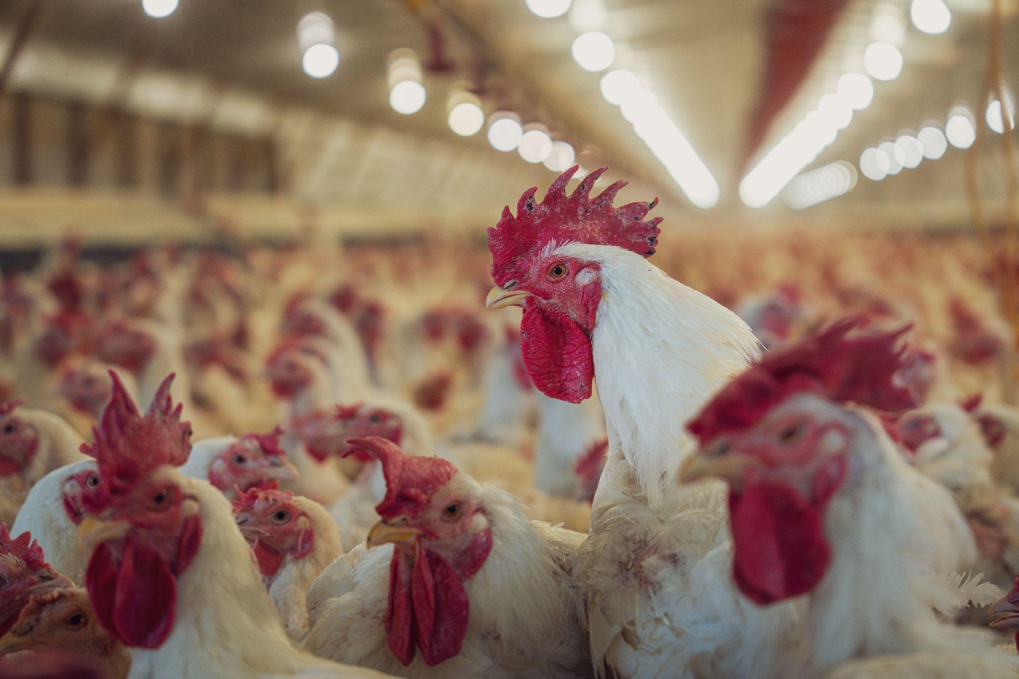 Producción avícola: pollos en una granja moderna